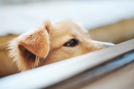 Are those snacks on the table. an adorable dog looking over the table in the living room at home.の写真素材