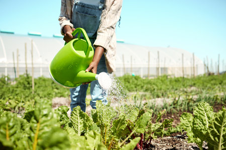 hand of farmer watering spinach plants. Farmer using a watering can. Plants being watered on a farm. Crops being cultivated and watered. African american farmer watering organic spinach plantsの写真素材