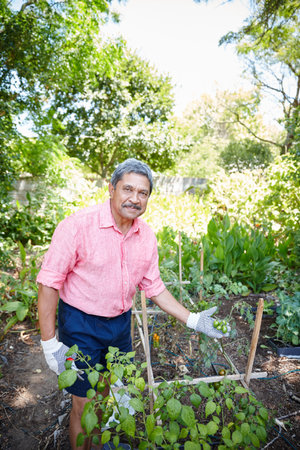 Proud of my homegrown peppers. a happy senior man gardening in his backyard.の写真素材