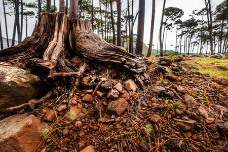 Trees, nature and environment with stump in forest for growth, sustainability and earth. Greenery, spring and ecosystem with timber in countryside woods for plant, deforestation and parkの写真素材