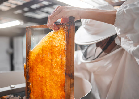 Honey, frame and beekeeper with woman in factory for production, natural or organic. Honeycomb, industry and extraction with worker for manufacturing, sustainability or harvesting process on bee farmの写真素材