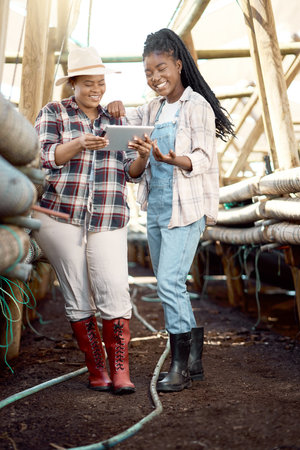 Cheerful farmers in a greenhouse. African american farmers collaborating. Two farmers using a digital tablet. Smiling farmers planning in a greenhouse. Two women working in the farming industryの写真素材