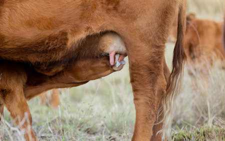 Baby cow drinking milk, countryside and agriculture field with milking cattle outdoor. Sustainability, calf feeding and eco friendly farming for beef production with farm cows in grass landscapeの写真素材