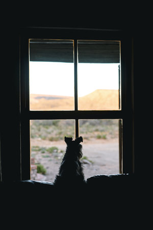 Look at all that space to run around. Rearview shot of an adorable dog looking out of a window at home.の写真素材