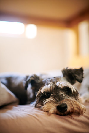 Bedtime has gone to the dogs. an adorable dog relaxing on the bed at home.の写真素材