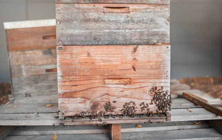 Bees, honey production and bee farm insects for sustainability, agriculture and ecology produce. Healthy food process of farming bugs ready for eco friendly and organic harvest for farmer industryの写真素材