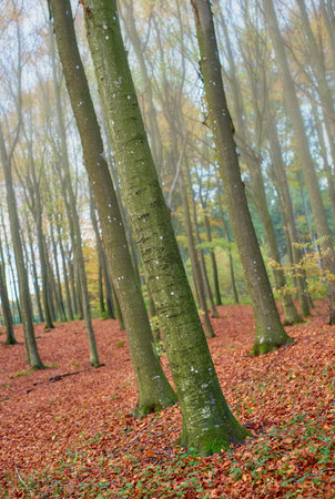 The beauty of autumn. Forest and landscape in the colors of autumn.