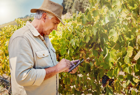 One senior caucasian farmer using a digital tablet on his vineyard. Serious elderly man standing alone and browsing while using technology on wine farm in summer. Old farmer with crops and agriculturの写真素材