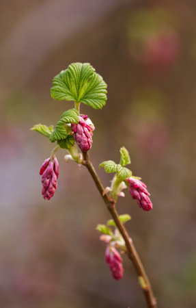 Nature, pink and closeup of flower for natural beauty, spring mockup and blossom. Countryside, plants background and blood currant branch for environment, ecosystem and flora growing in meadowの写真素材
