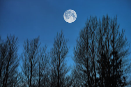 Sky, night and trees with moon over forest for halloween, horror and fantasy landscape. Silhouette, shadow and scary with moonlight woods in nature for danger, haunted and spooky journeyの写真素材