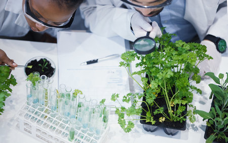 Plants, teamwork or scientists with magnifying glass or test tube for soil growth or medicine research in lab. Leaf data, study or science team with sample for agriculture development or environmentの写真素材