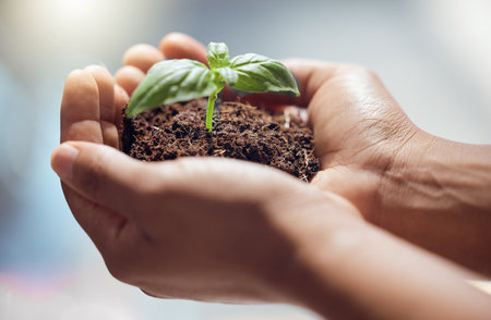 Hands, person and holding plants for earth day, future sustainability or climate change. Closeup of leaf growth in soil for hope, environment or support of nature, sustainable planet or ngo volunteerの写真素材