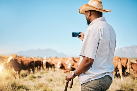 Agriculture, farmer or black man on farm taking photo of livestock or agro business in countryside. Picture, dairy production or African person farming cattle herd or cows on outdoor grass fieldの写真素材