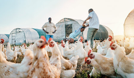 Chickens, farming and family swing with birds check outdoor for sustainability and kid fun. Dad, child and working together on farm field and countryside with support and care for animal livestockの写真素材