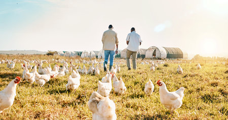 Black people, back and walking on farm with chicken in agriculture together and live stock. Rear...