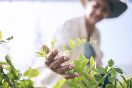 Sustainability, agriculture and farm with hands of person for environment, plant and nature. Soil,...
