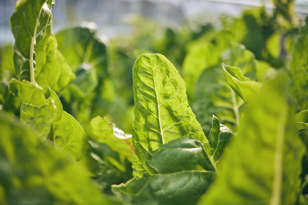 Spinach closeup, vegetable and leaves, agriculture and green harvest, sustainable and agro business. Greenhouse, farming and fresh product with food, nutrition and wellness, eco friendly and natureの写真素材