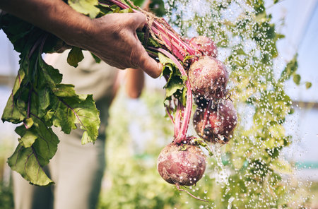Hand, vegetables and radish, water drops with farming and sustainability, harvest and agro business. Closeup, agriculture and farmer person cleaning product with nutrition, wellness and hygieneの写真素材