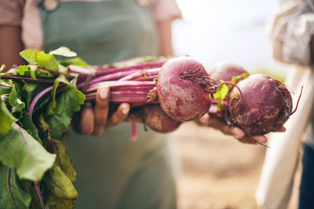 Radish, vegetables and farming, sustainability and closeup with harvest and agro business. Food,...