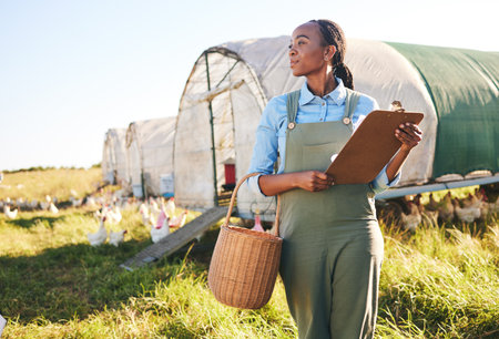 Agriculture, clipboard and black woman at a chicken farm for sustainability management in the countryside. Poultry, farmer and African female with checklist for eco, livestock and field inspectionの写真素材