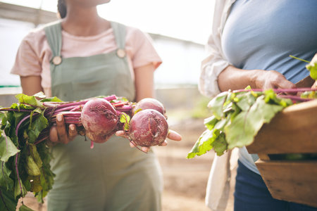 Women, hands and beetroot harvest with box, leaves or team at agro job, product or food supply chain. People together, farming and organic crops for sustainability, inspection or eco friendly gardenの写真素材