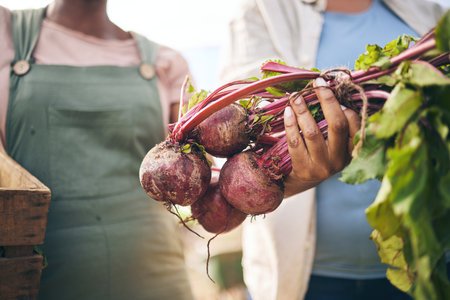 Farming, hands and beetroot harvest with box, leaves and team at agro job, product and supply chain. People together, agriculture and organic crops for sustainability, inspection or eco friendly farmの写真素材