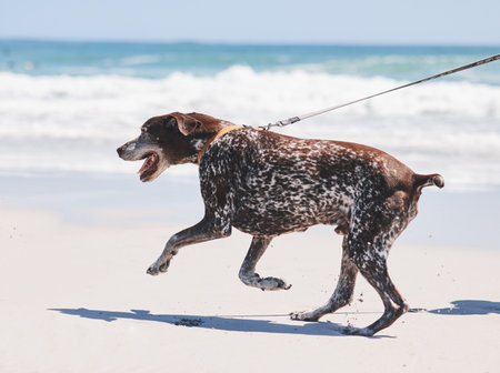 Beach, walking and dog on leash by ocean for freedom, adventure and fresh air in nature. Happy pet, healthy animal and excited canine pointer by sea for exercise, wellness and energy in summerの写真素材