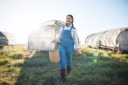 Chicken coop, woman with basket walking on farm with birds, grass and countryside field with sustainable business. Agriculture, poultry farming and happy farmer working with food, nature and animals.の写真素材