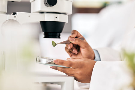 Scientist, hands and test leaf with microscope for research in biotechnology, plants and petri dish...
