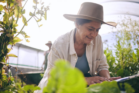 Senior woman, agriculture and greenhouse with checklist, inspection of harvest and vegetable farming. Farmer, check crops and sustainability, agro business and clipboard with growth and gardeningの写真素材