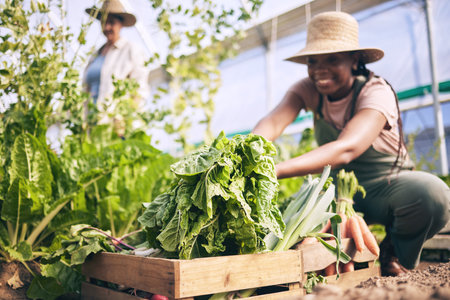 Spinach, vegetables in box and green, black woman farming and sustainability with harvest and agro business. Agriculture, gardening and farmer person with fresh product and nutrition for wellnessの写真素材