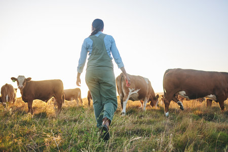 Woman, cow farm and walking in countryside on a grass field at sunset with farmer and cattle. Female person, back and agriculture outdoor with animals and livestock for farming in nature with freedomの写真素材