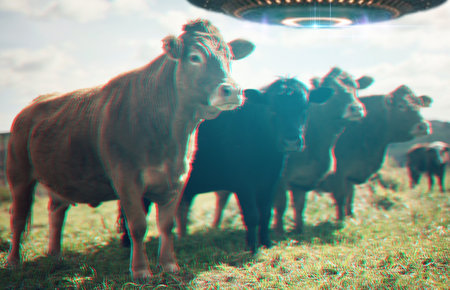 Farm abduction, spaceship and UFO with cow in field for fantasy, science fiction and alien invasion. Extraterrestrial, travel and flying saucer beam on cattle ranch for discovery, explore and mysteryの写真素材