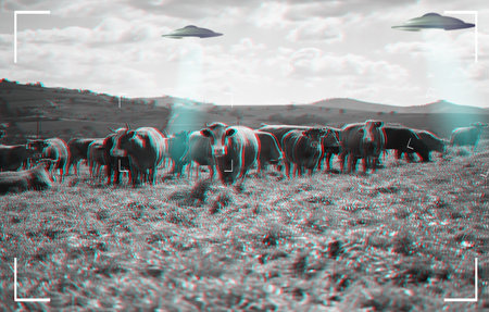 Recording of alien, spaceship and UFO with cow in field for fantasy, science fiction and space invasion. Extraterrestrial, travel and flying saucer on cattle farm for discovery, camcorder and mysteryの写真素材