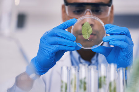 Science, plant in dish and man with test tube in laboratory, research and thinking with natural medicine. Biotechnology, pharmaceutical study and medical scientist with glass, lab technician leavesの写真素材
