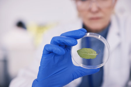 Science, leaf in glass and hands of woman in laboratory, research and natural medicine. Biotechnology, pharmaceutical study and medical scientist with leaves, lab technician and green plant in glassの写真素材