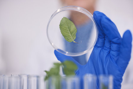 Science, plants in dish and hand in laboratory, research and agro growth with engineering in nature. Biotechnology, agriculture study and scientist with leaf in glass, lab technician checking resultsの写真素材