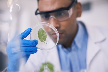 Science, plant in dish and man in laboratory, research and thinking with growth in natural medicine. Biotechnology, pharmaceutical study or medical scientist with leaf, lab technician leaves in glassの写真素材
