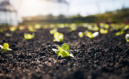 Closeup, lettuce and gardening plants for farming, agriculture and growth in nature, sand and sustainable field. Background, soil and sustainability of land, leaf vegetables and ecology in greenhouseの写真素材