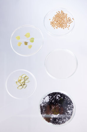 Petri dish, sample and science, ecology and leaves with soil, agriculture and environment study top...