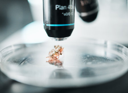 Petri dish, microscope and biotechnology study for plant and ecology research in a lab for analysis. Science work, glass and laboratory tool closeup and leaf for medical report and test of grassの写真素材