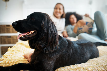 Dog, bed and lesbian couple in home, morning and relax together in house. Pet, bedroom and gay women with animal sitting, bonding and having fun in healthy relationship, lgbtq connection and careの写真素材