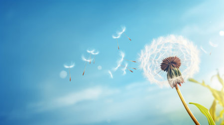 Dandelion seeds blowing in the wind. Change, growth, movement and direction conceptの素材
