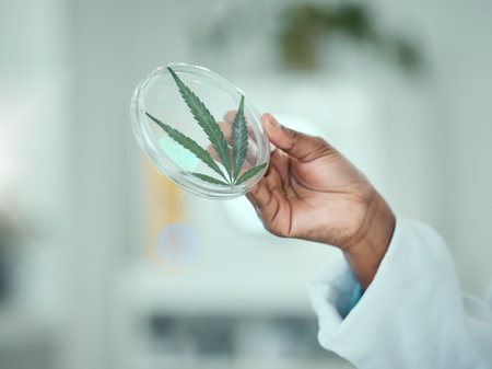 Marijuana, petri dish and hand of science person study plant, leaf of THC product for natural drugs development. Lab sample test, 420 CBD and closeup scientist investigation of cannabis, weed or hempの写真素材