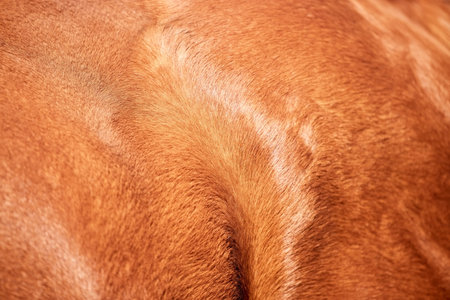 Brown horse, skin and texture of animal fur in agriculture, sustainable farming or leather textile...