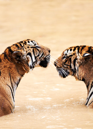 Nature, animals and tiger kiss in water at wildlife park with love, playing and freedom in jungle. River, lake or dam with playful big cat couple swimming on sustainable safari in Asian zoo together.の写真素材