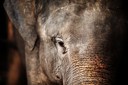 Jungle, face and closeup of elephant portrait with texture, wrinkles and sad eyes in nature at night. Forest, animal or conservation with environment, peace and wildlife for care, calm and protectionの写真素材