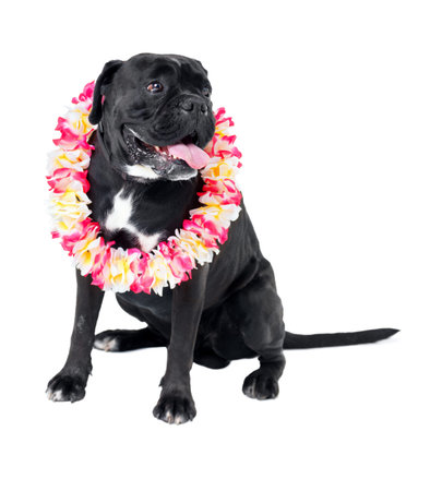 Floral, pet and dog in a studio for playing, training or teaching with equipment for motivation or reward. Positive, lei and black puppy animal sitting with flower necklace by white background.の写真素材