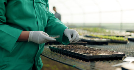 Farmer, hands and compost with seeds, gardening and worker for agriculture, sustainable farming and growth. Soil blocking, ecology and organic products for eco friendly, plants and food productionの写真素材