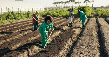 Woman, land or farming to rake field, healthy food and sustainability in eco friendly agriculture. Diversity, work or africa nutrition ngo farm startup in ecology, health soil or plant in countrysideの写真素材